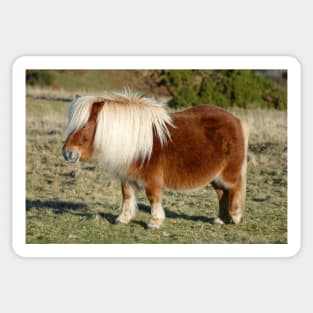 Dartmoor Pony Sticker